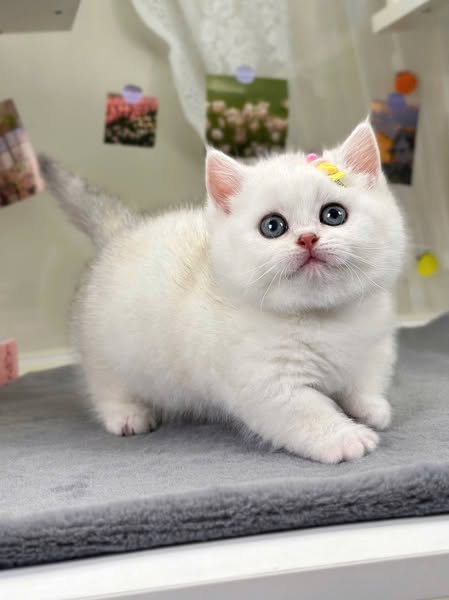 Munchkin