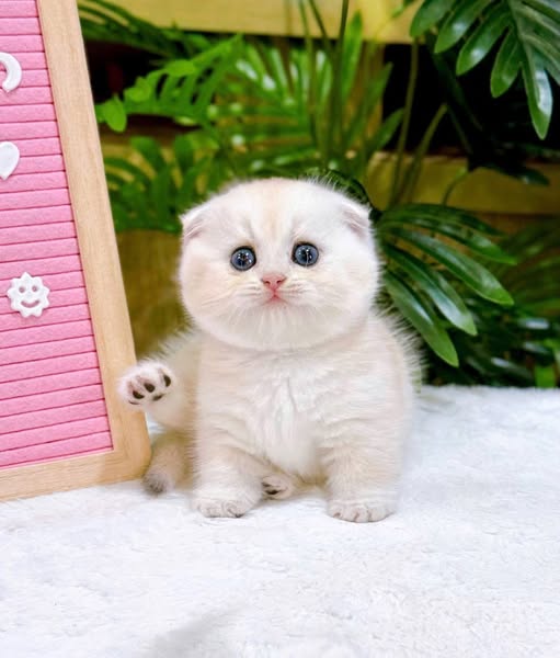 Munchkin Fold