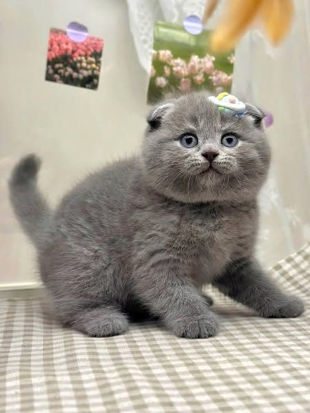Scottish Fold