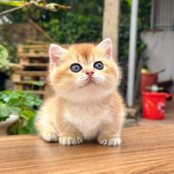 Munchkin