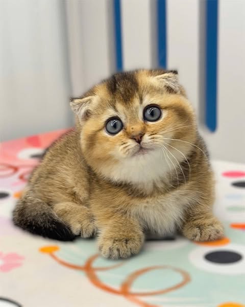 Munchkin Fold