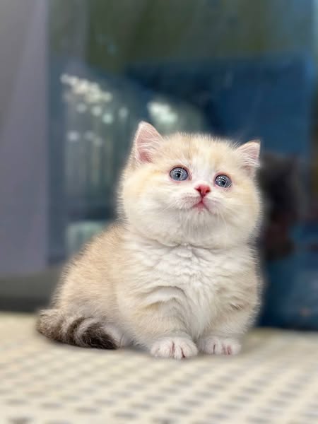 Munchkin