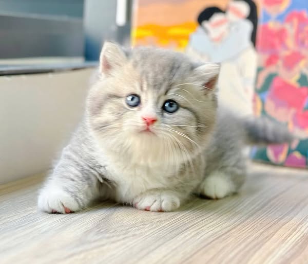Munchkin