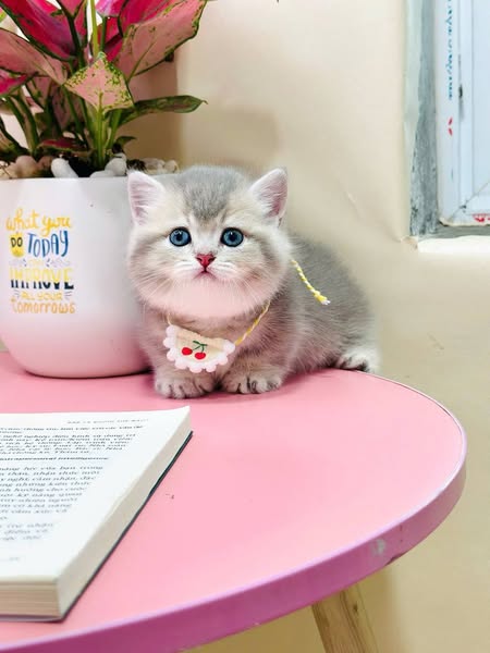 Munchkin