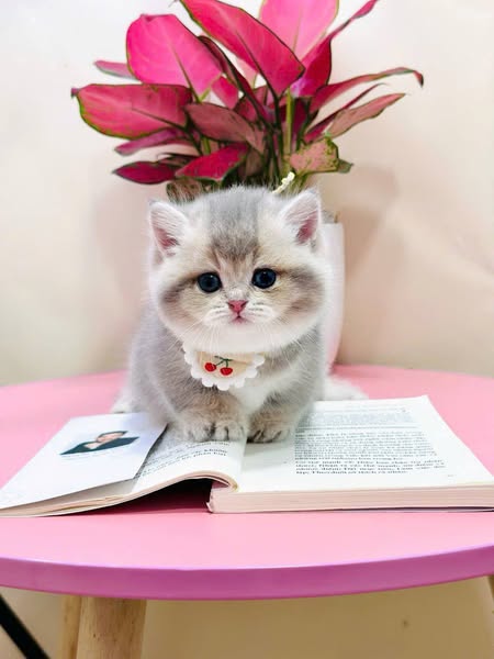 Munchkin