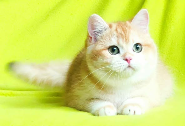 British Shorthair