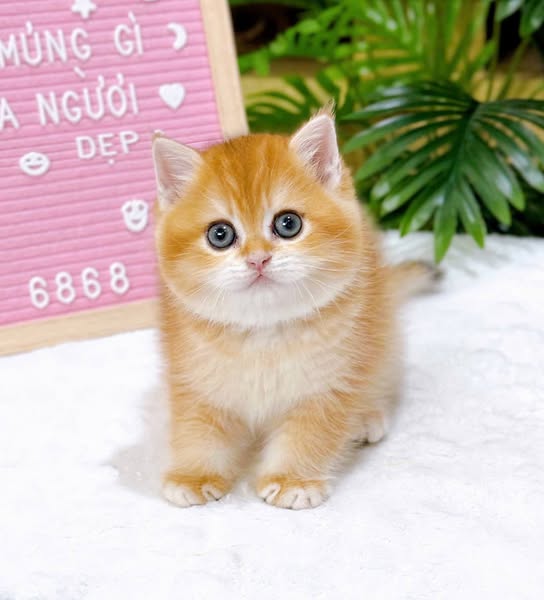 British Shorthair
