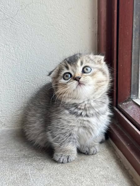 Munchkin Fold
