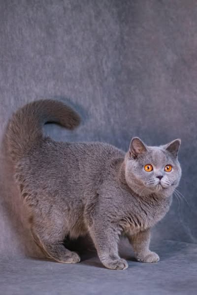 British Shorthair