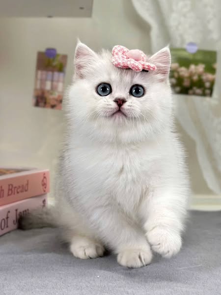 British Shorthair