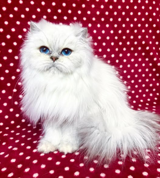 British Longhair