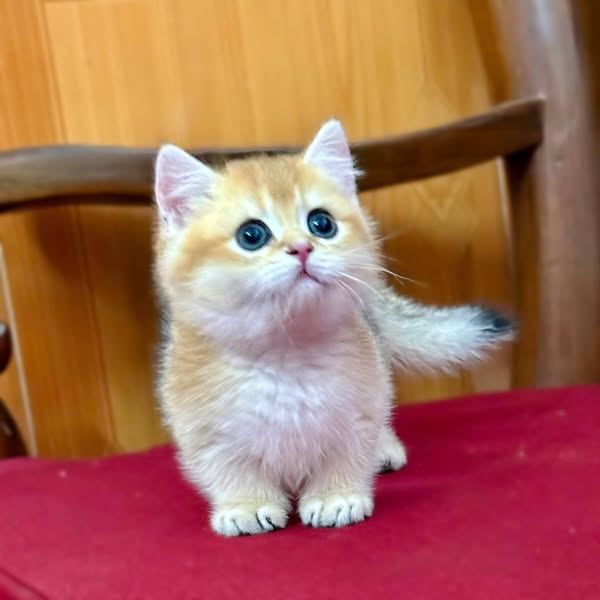 Munchkin