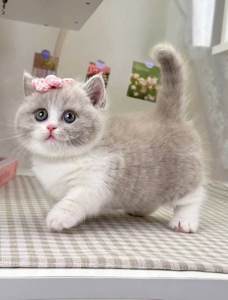 Munchkin