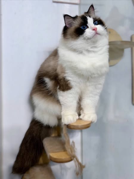 Ragdoll