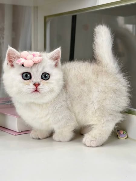 Munchkin