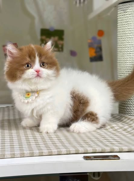 Munchkin Longhair