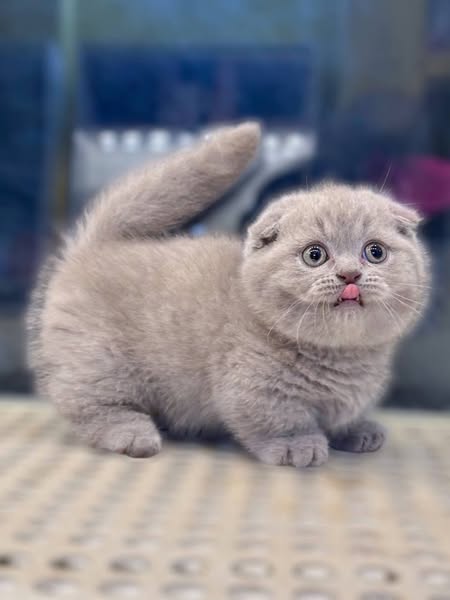 Munchkin Fold