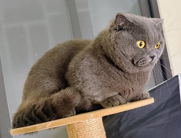 Munchkin Fold