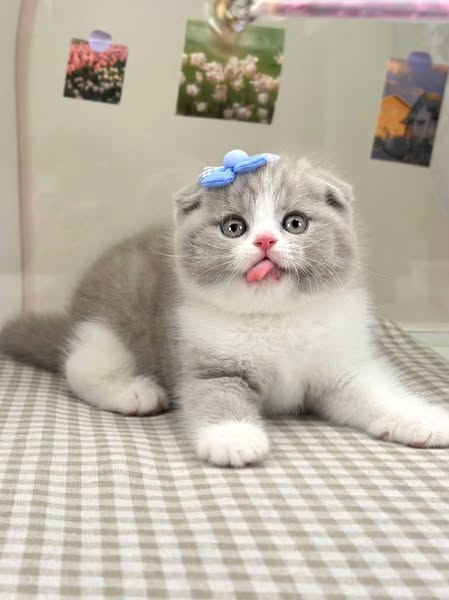 Scottish Fold