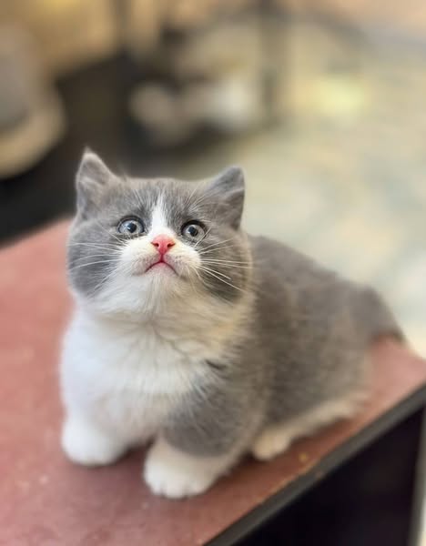 Munchkin