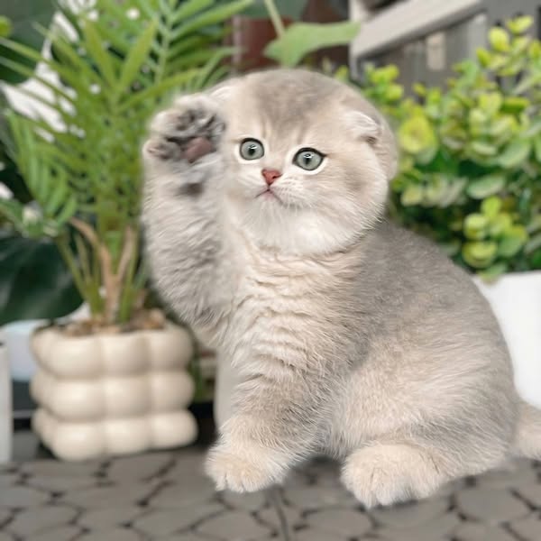 Scottish Fold