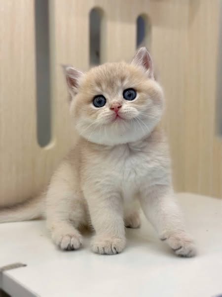 British Shorthair