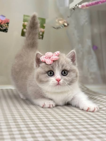 Munchkin