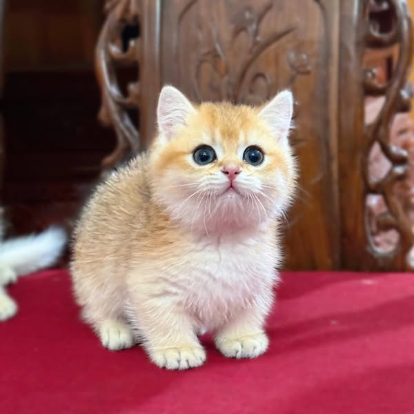 Munchkin