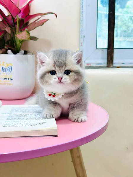 Munchkin