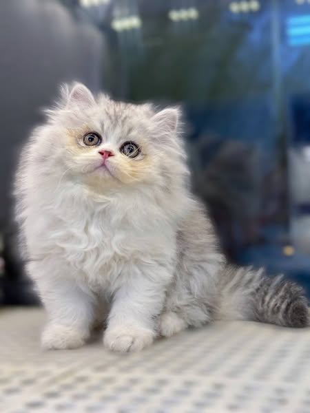 British Longhair
