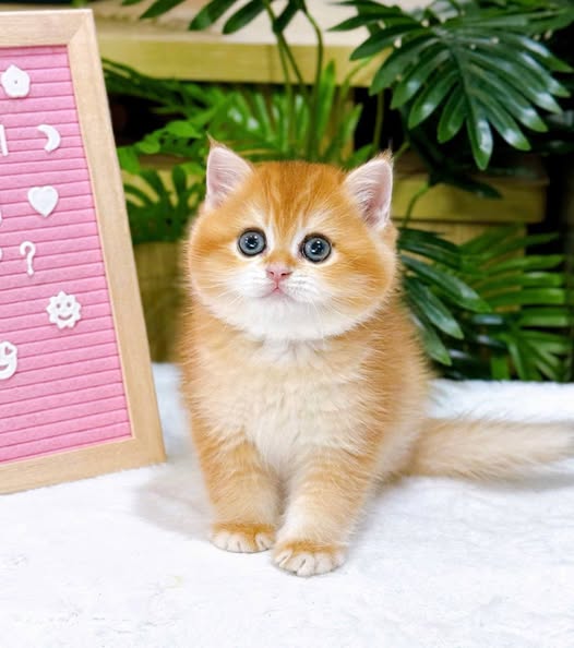 British Shorthair