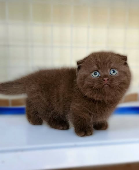 Munchkin Fold