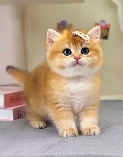 British Shorthair