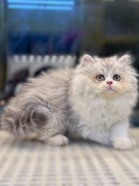 British Longhair