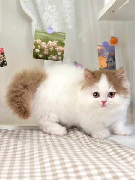 Munchkin Longhair