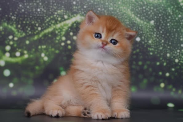 British Shorthair