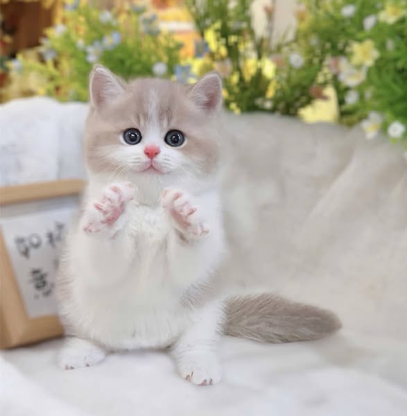 British Shorthair