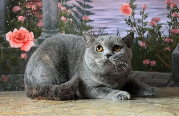 British Shorthair
