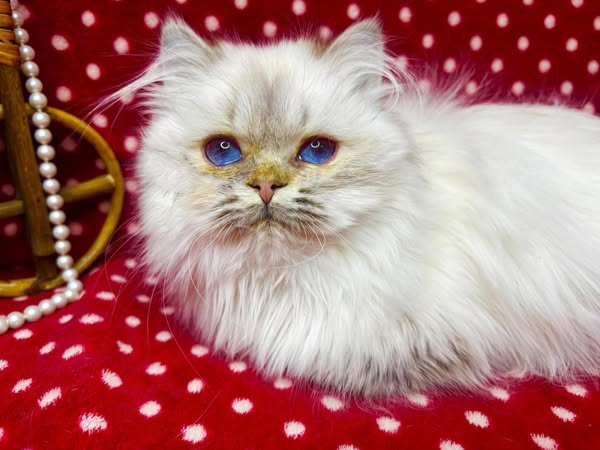 British Longhair