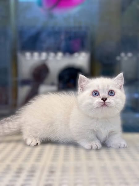 Munchkin