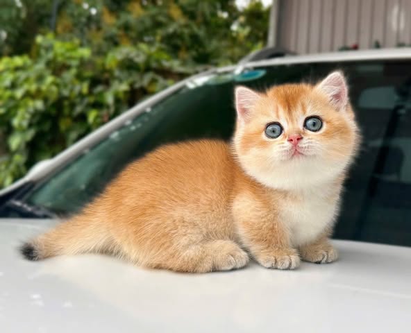 Munchkin