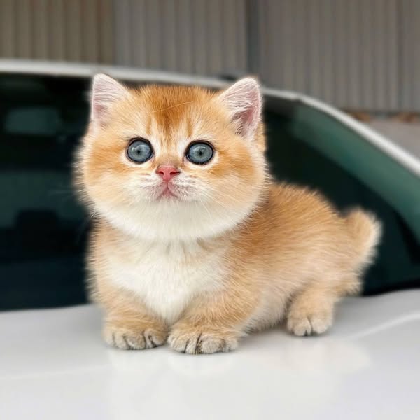 Munchkin