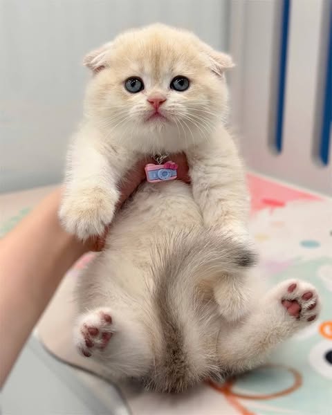 Scottish Fold