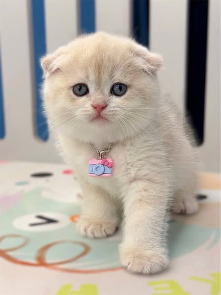 Scottish Fold