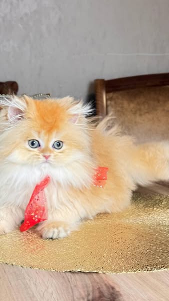 Munchkin Longhair