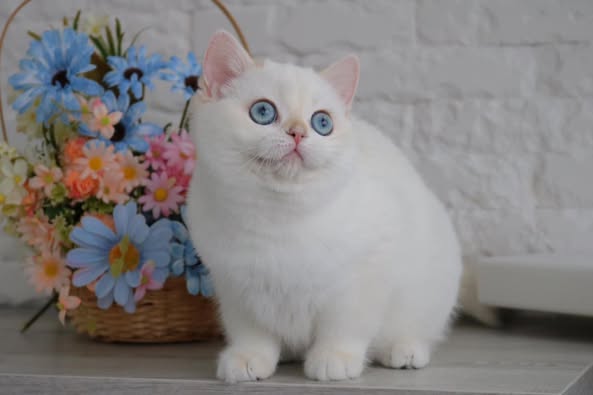 British Shorthair