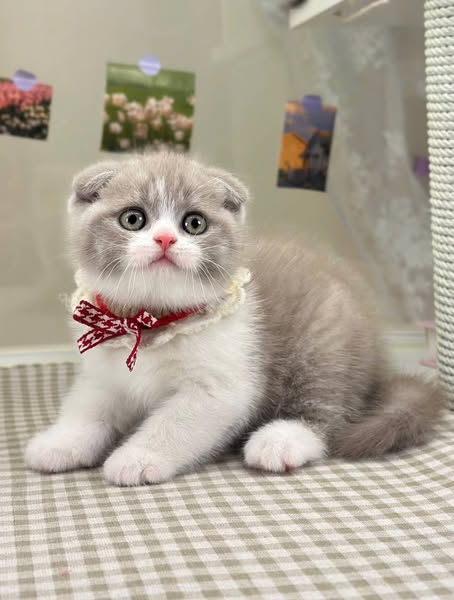 Scottish Fold