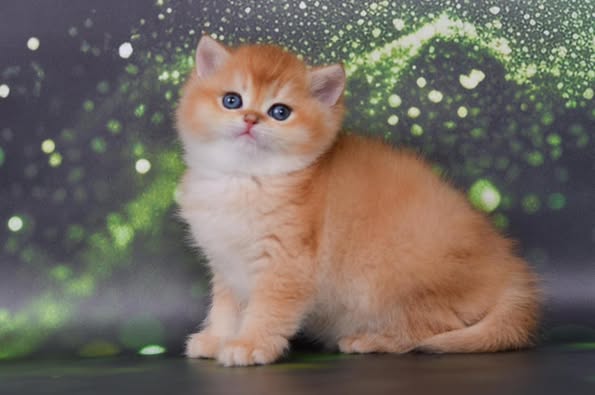 British Shorthair