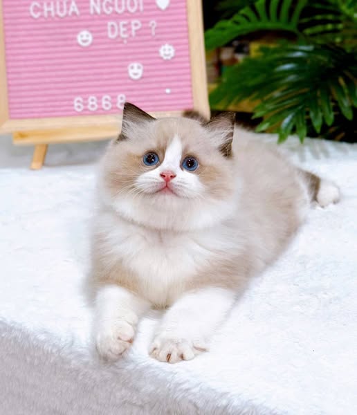 Ragdoll