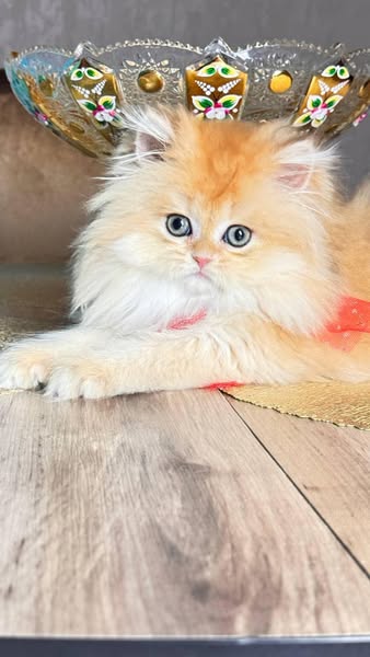 Munchkin Longhair